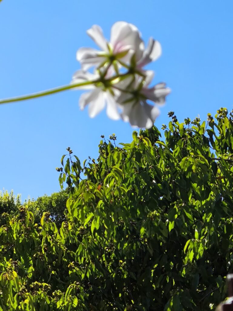 elclos el clos con ni os naturaleza diversi n y aprendizaje 20251114 0837